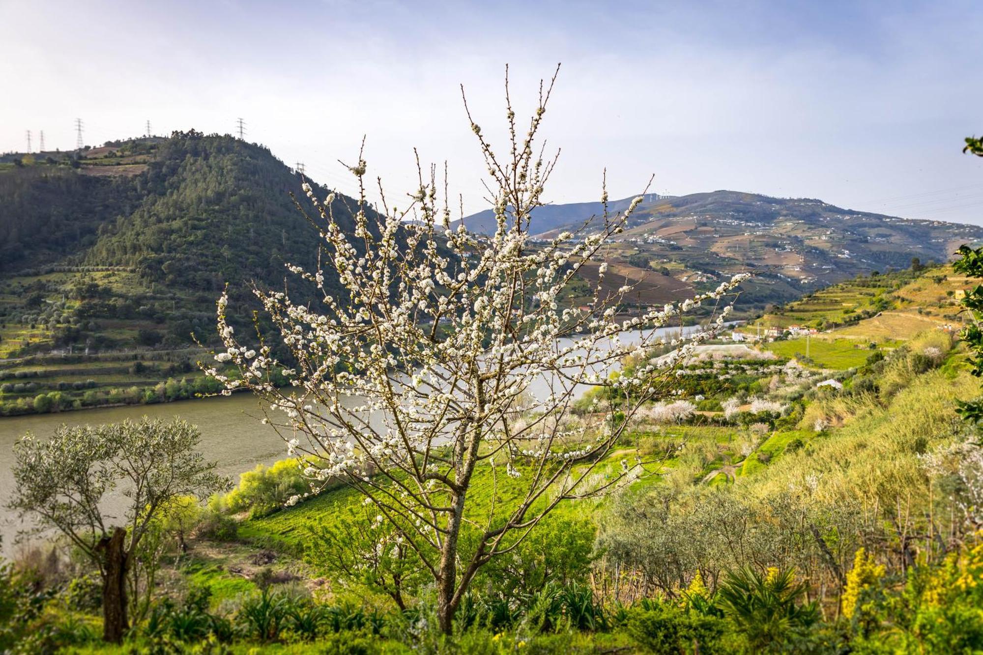 Fraga Douro House, Douro Valley Resende Exterior foto